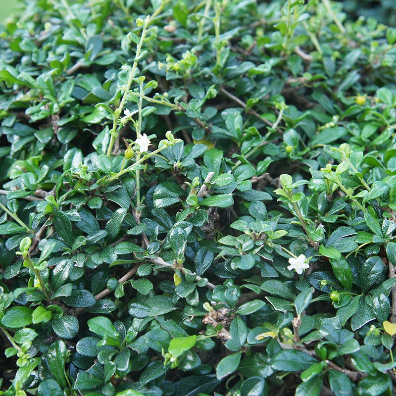 884563ecc9e5da3d0c4d4c78a33d969b