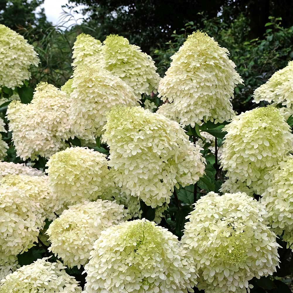 a33eef95694a84e17066439f41ee7cfa