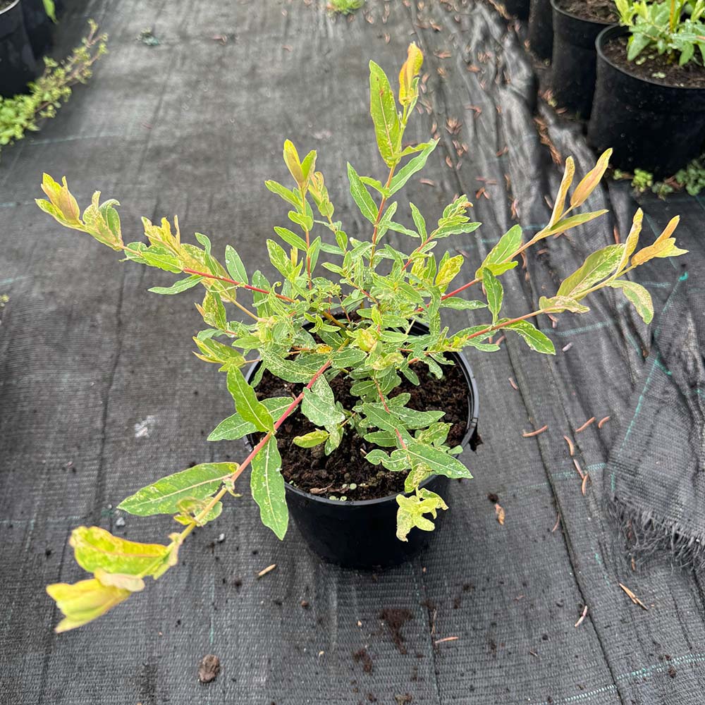 064803d378fd939aba92cfc0b8770ee2