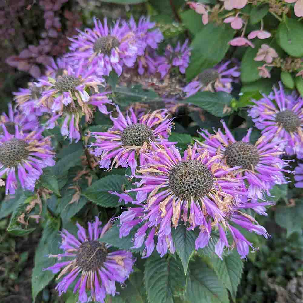 b92983e7e30f1139aae477f5225ec9fb