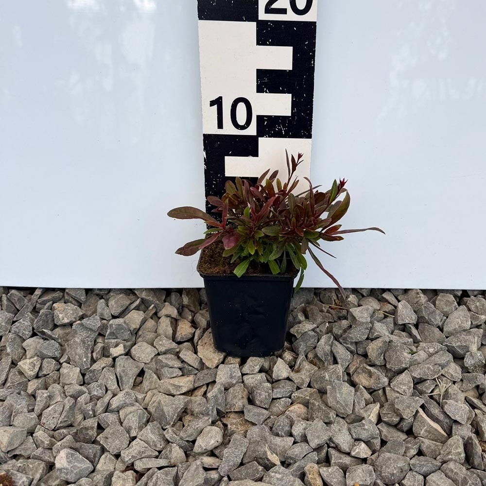 fe4cfb650713aec1fac985006db0613d