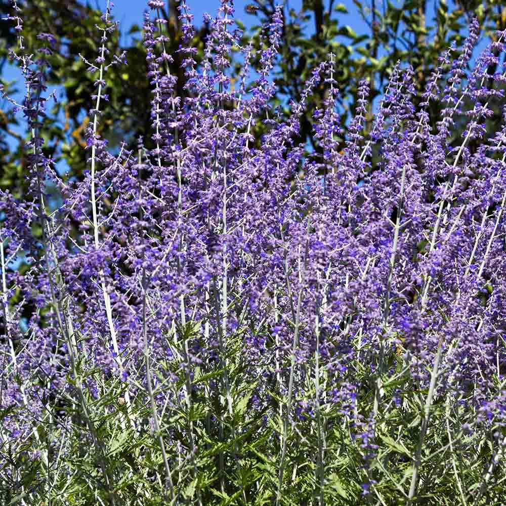 b5528e18bece37044618ced6e9251d9d