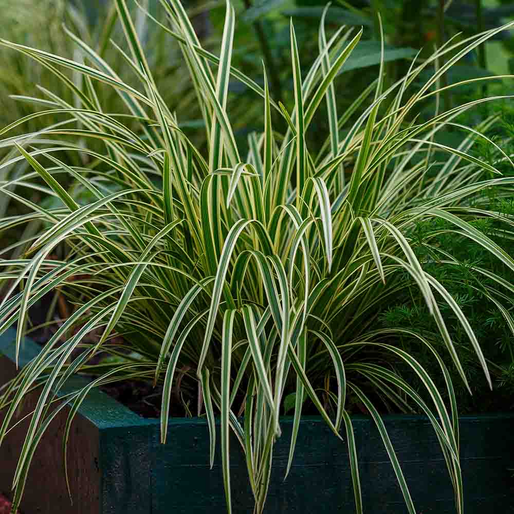 74c5dc893058af2155a004b996c1cba2