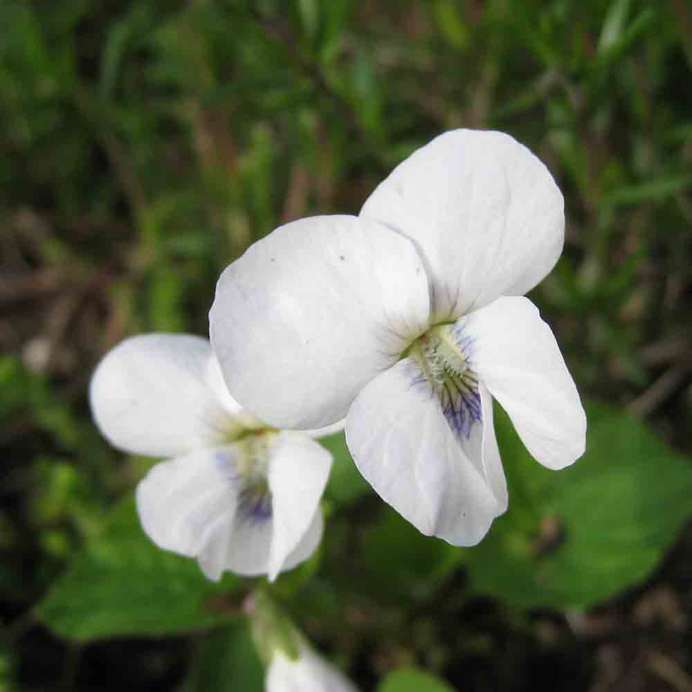 561860dfe46a9023aacf2a446c4a4ef7