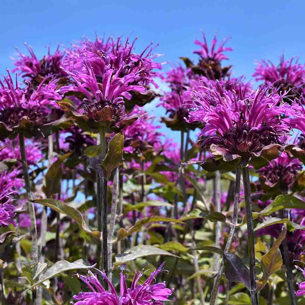 8a42dfbaf747f2947b08dda5fbb95960