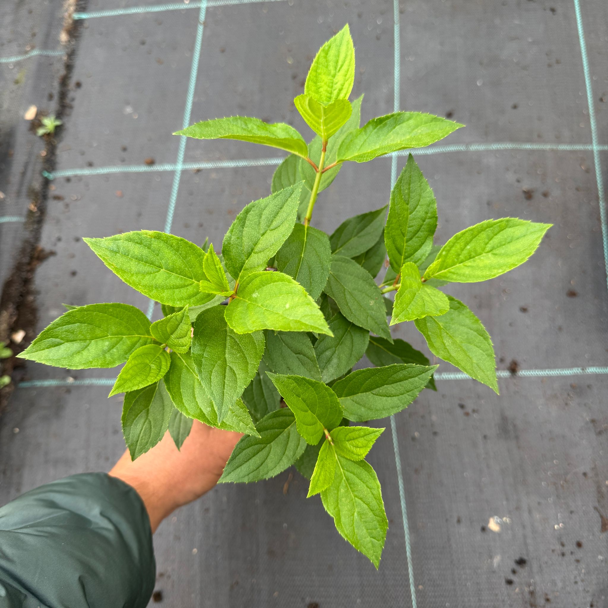 6e7890c3c4948222f1fe0b35b8f6517e