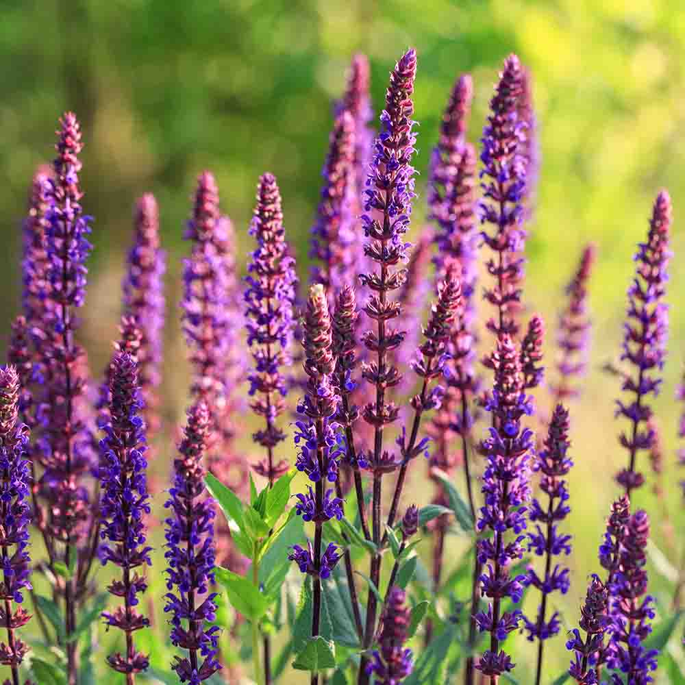 2a499f1c076bcca012c30d014af19bb8