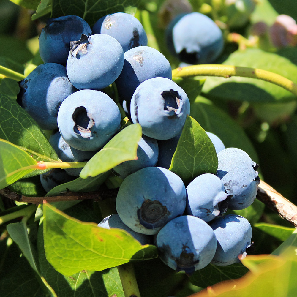 1f5eb20a88e34e43d706ce072df26b95