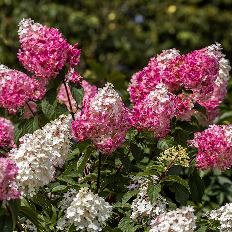 ae61b127e514c8817c7f36bf18df38e3