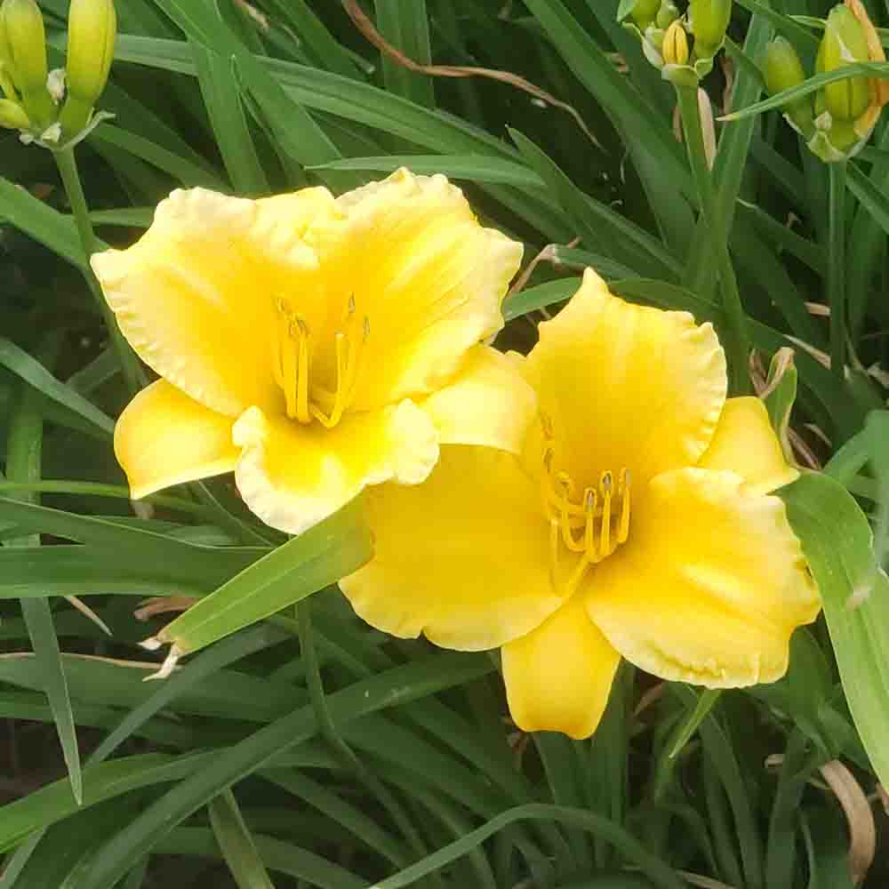 a095c3881a85349e3524387e0a0775ef