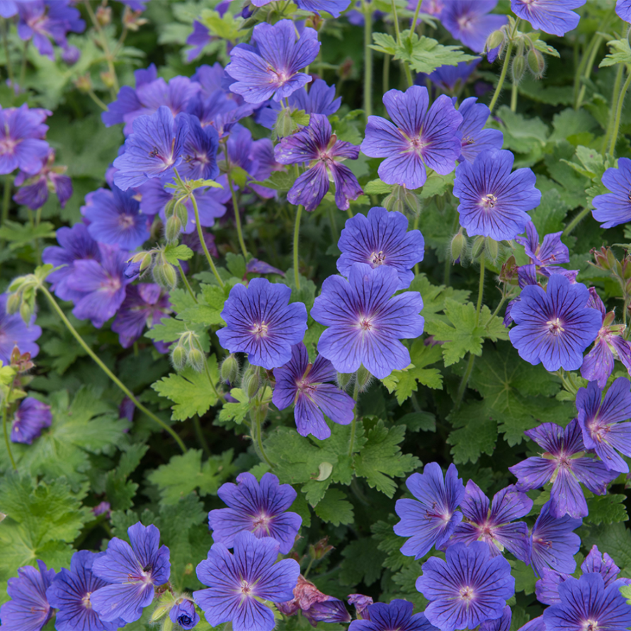 0aba55a0d6bd6a8a2bceaabd2b708a56