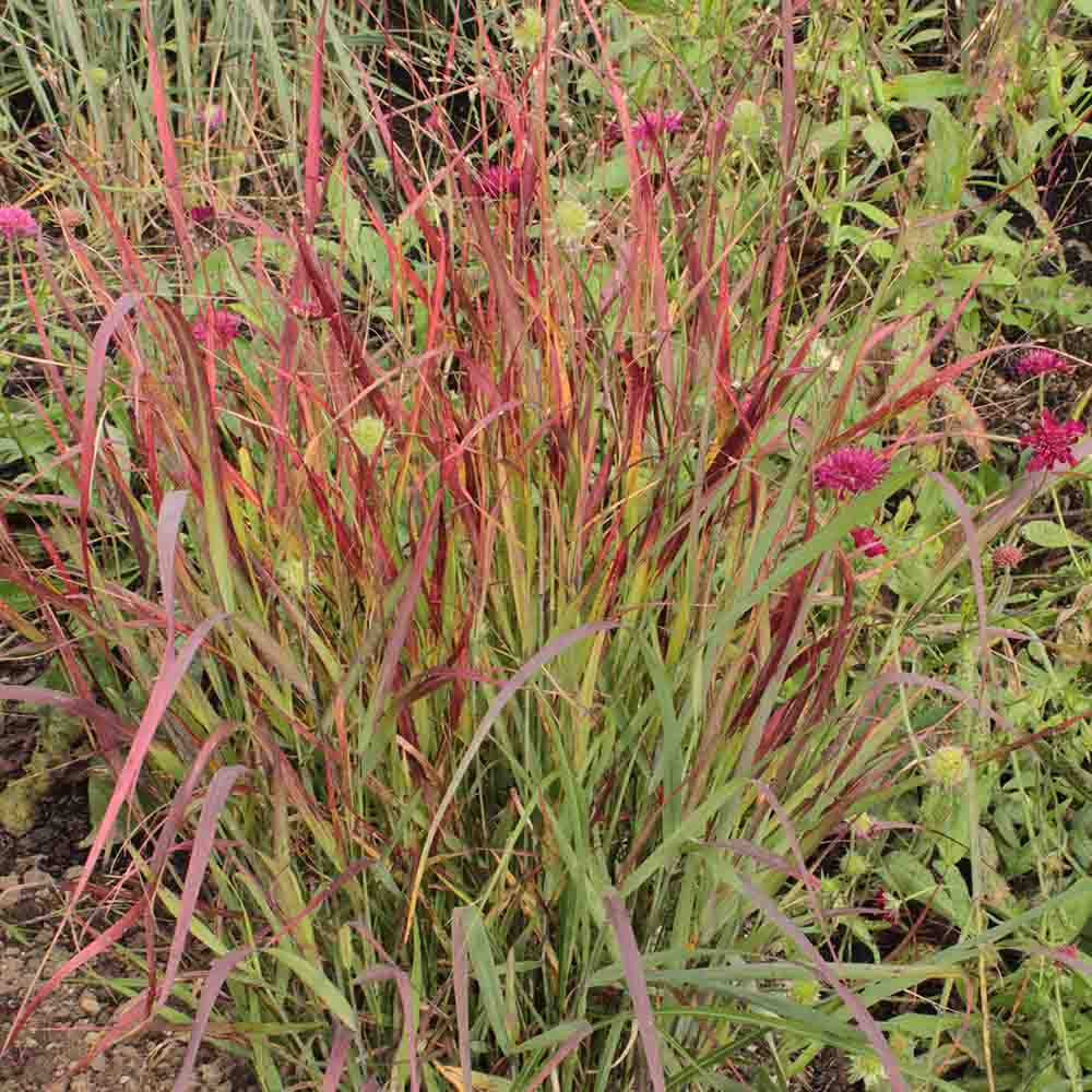 87596e3f2f8f2fee3d5378a72512127e