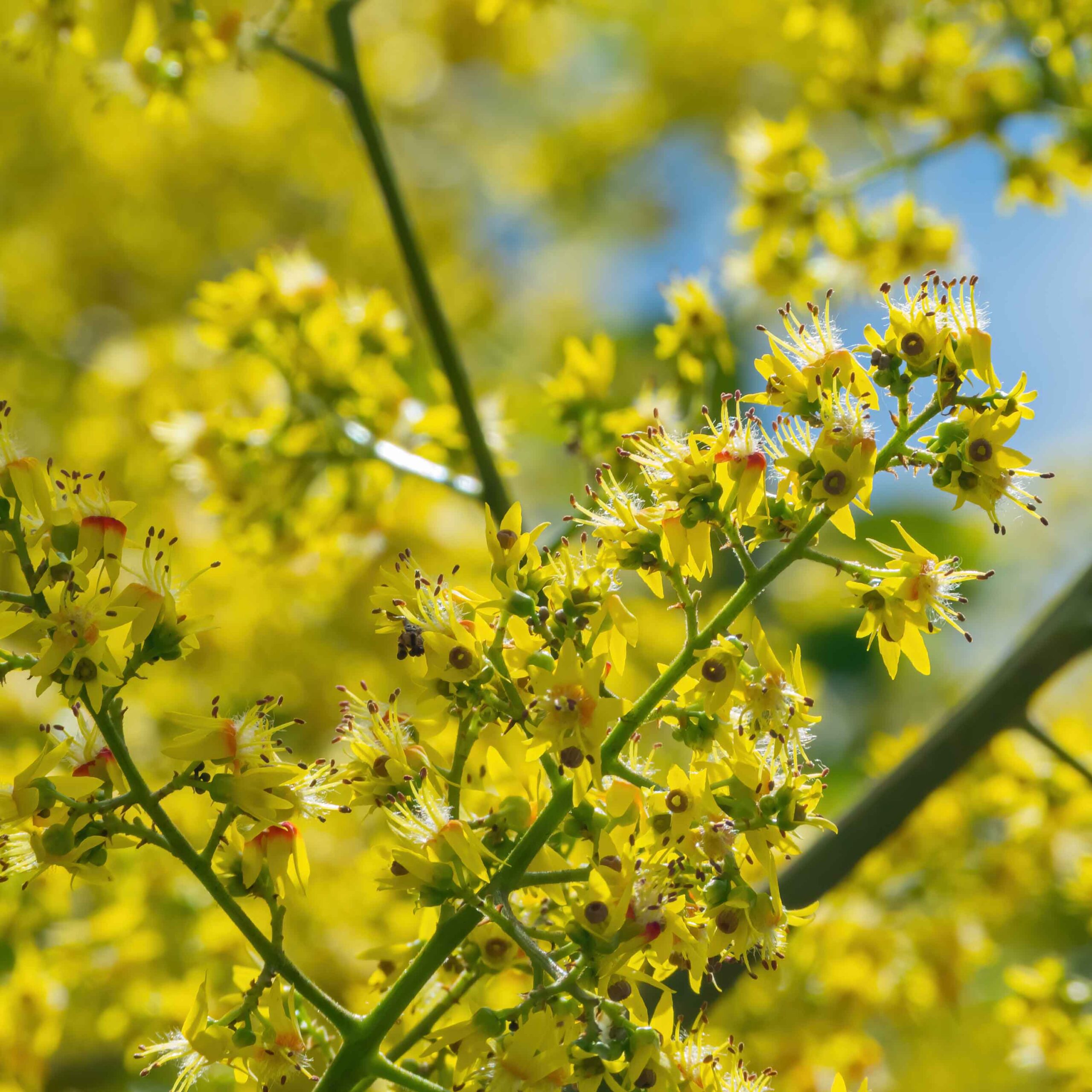 4e2d60ac724f0dd52e1fff543109f5c1