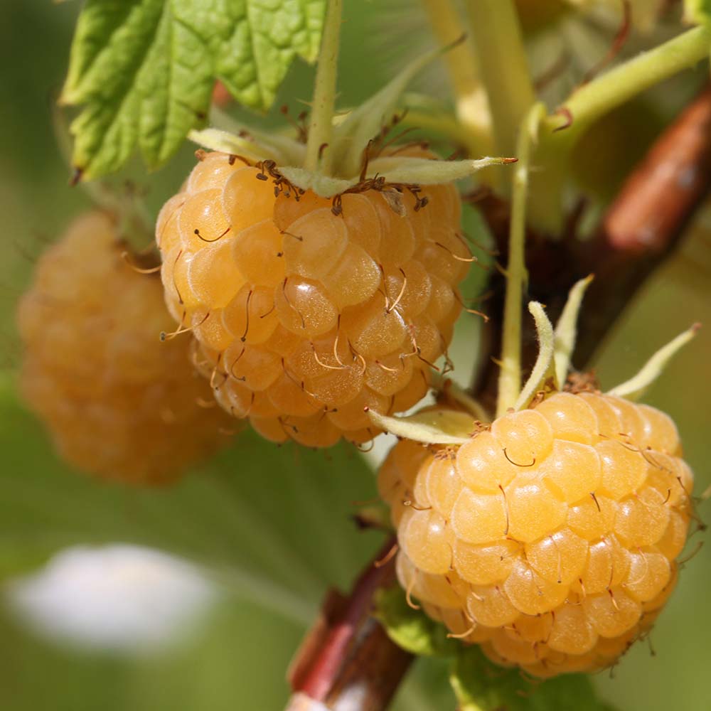 2a057d7abba35385664b5012dcc4a36e