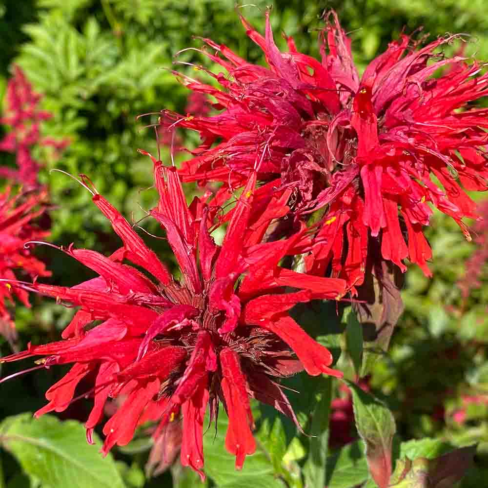 76e5f62fc6dc36cfdcf54ce43deb9954