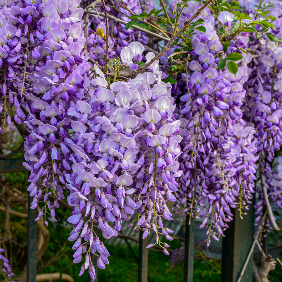 43e138151e6d2aa01631d66dbccb568c