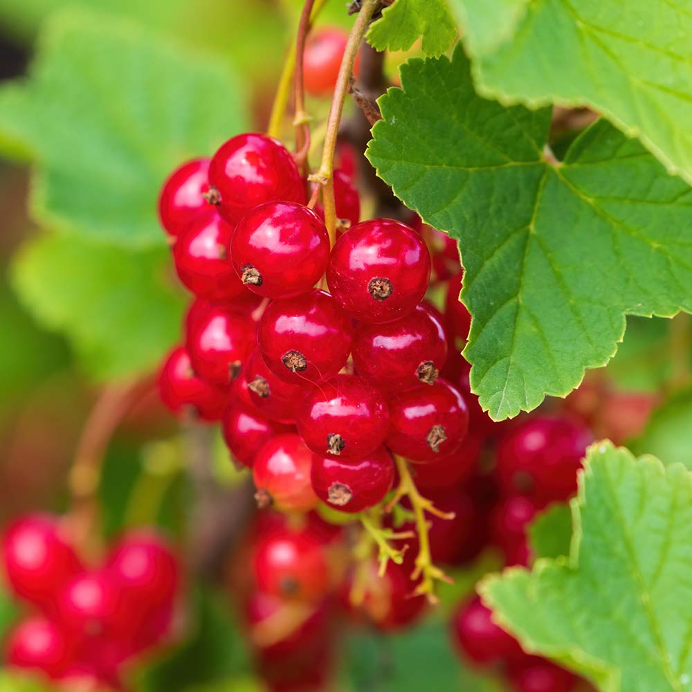 5290091dc8677f6107eac6c0dc252e96