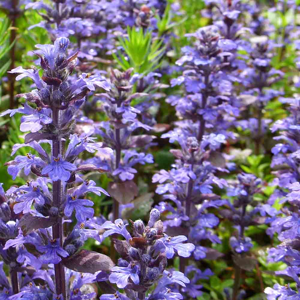 77ce38419772f40710aae42f11784c05