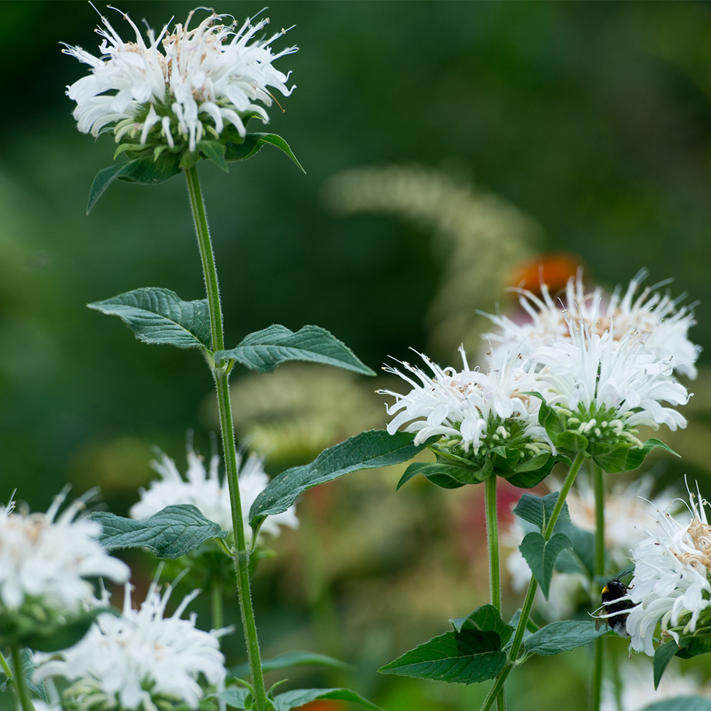 0a0ffa5f9cc9b9182109e3e9bdedc3e0