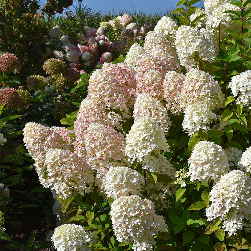 1bd85082cec173c80e646bdc06f7c6fe