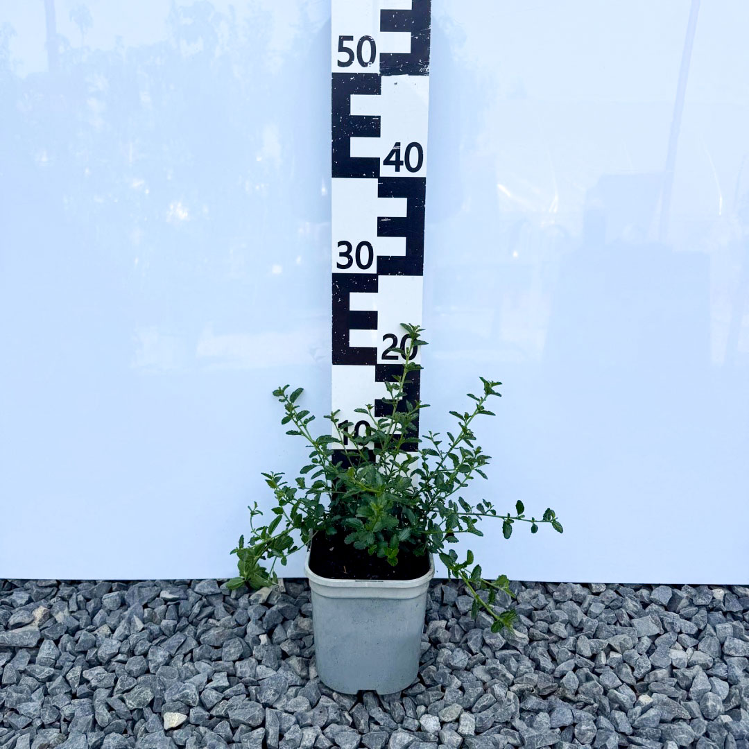 bc98b6432f69c3355069e043c29d0296