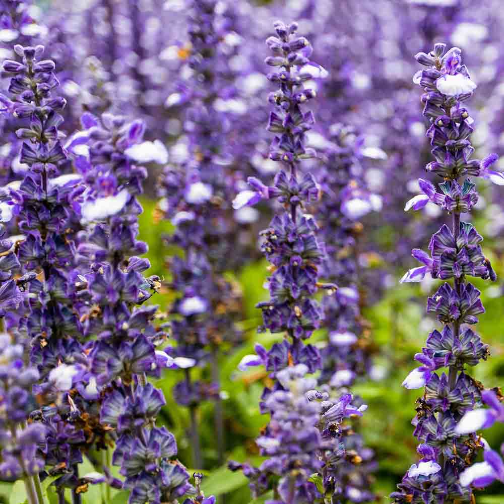 e6961d9e1e71fc5d216cc3e837f51c8e