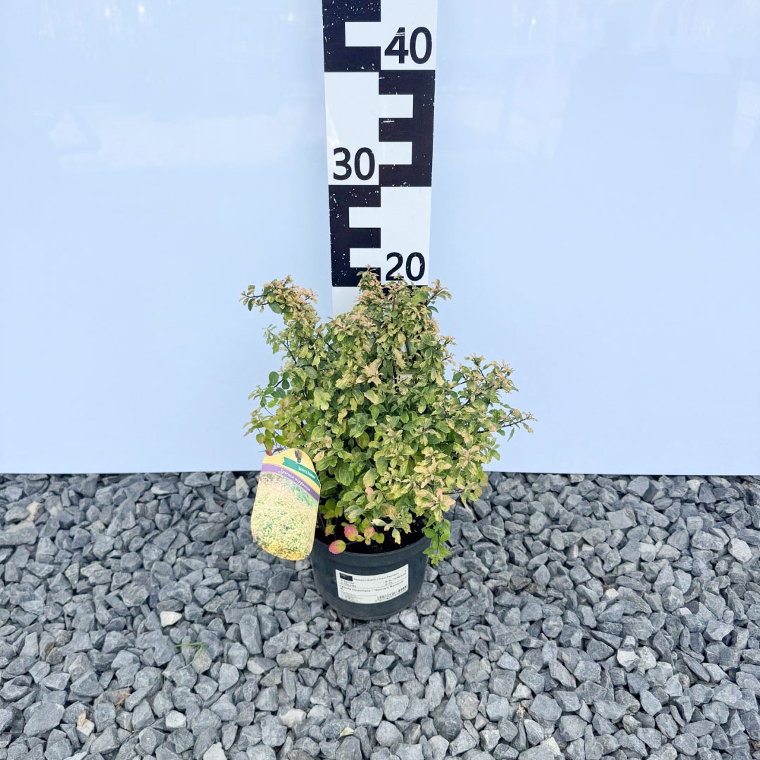 427c541abef12291fdd53590412a9f3d