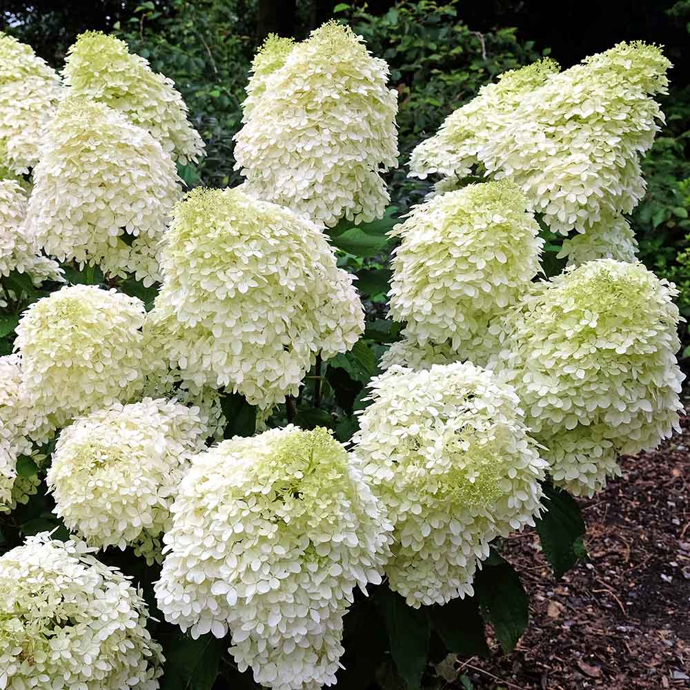 b41314a74fa4a2ddc51b858067b540c5