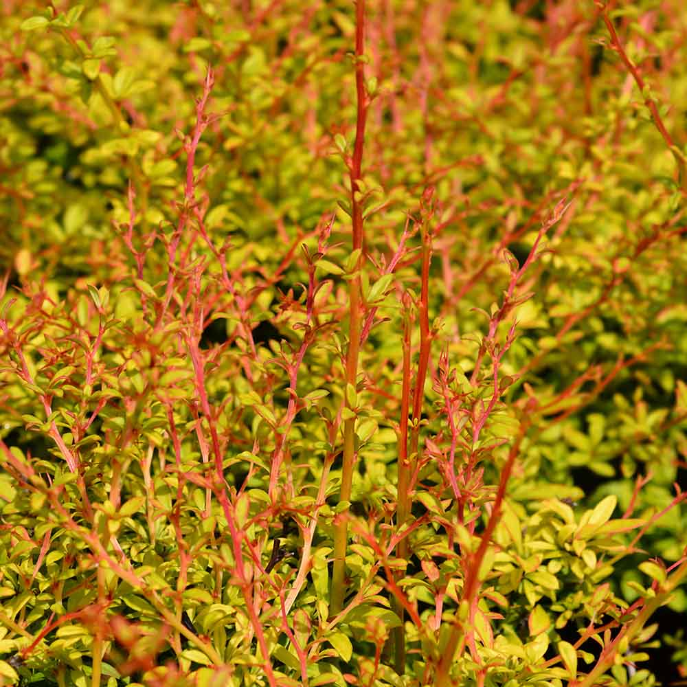 d429d80c3a07cf6dc9eae5aabef0b11f