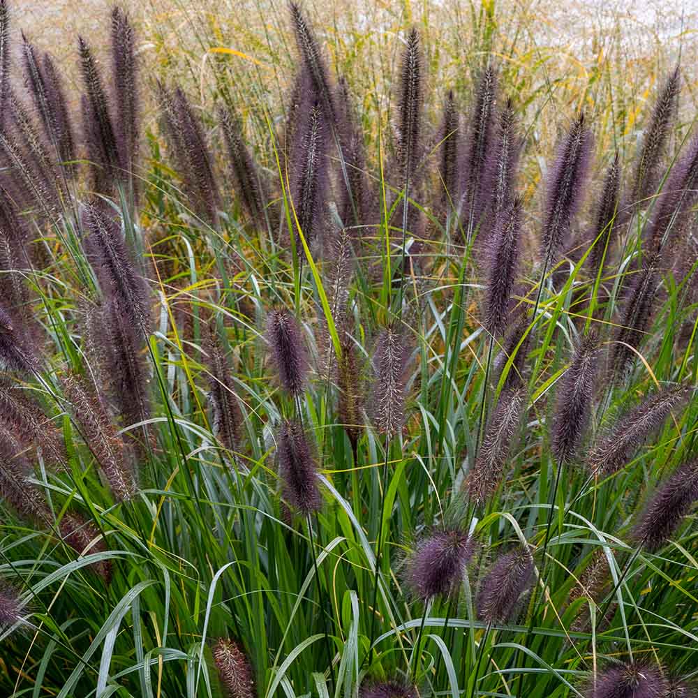 2f35520e352c0e332611244a4f281bba