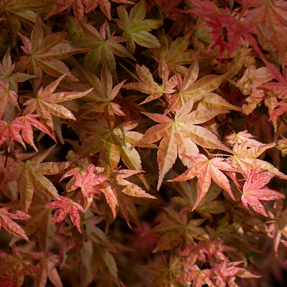 c36dd024a0cd26dea115f2fdfa2c477c