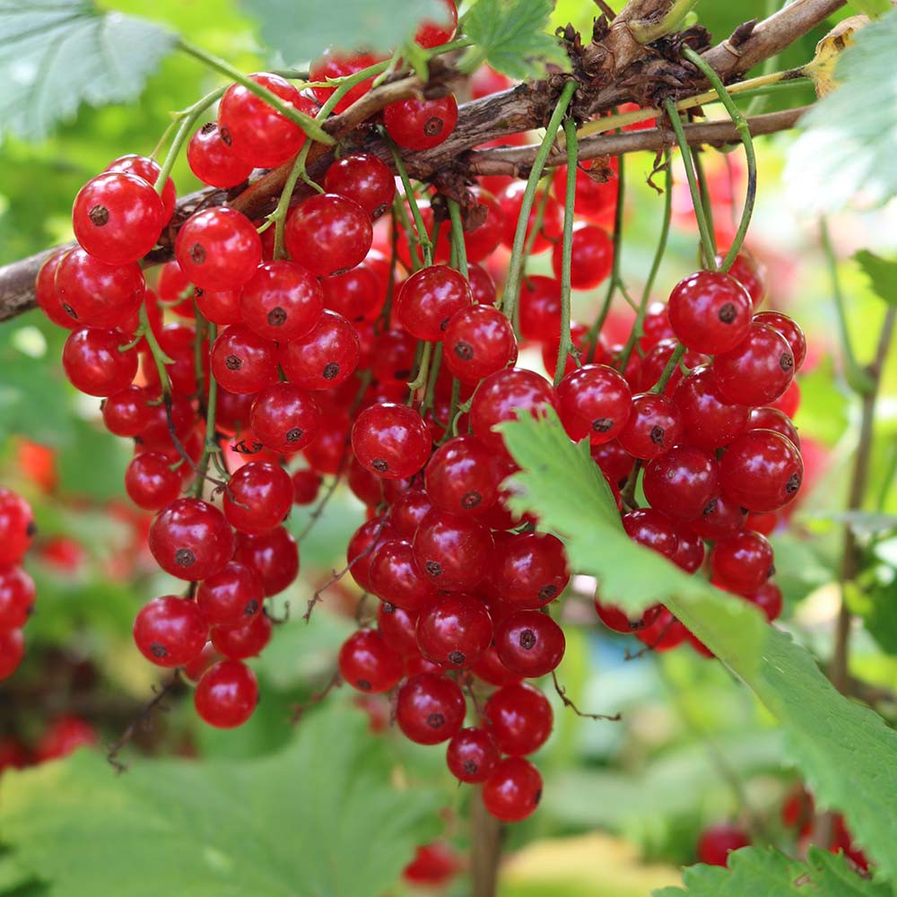 41109eaa294c6471b313ac9f7ec053c9