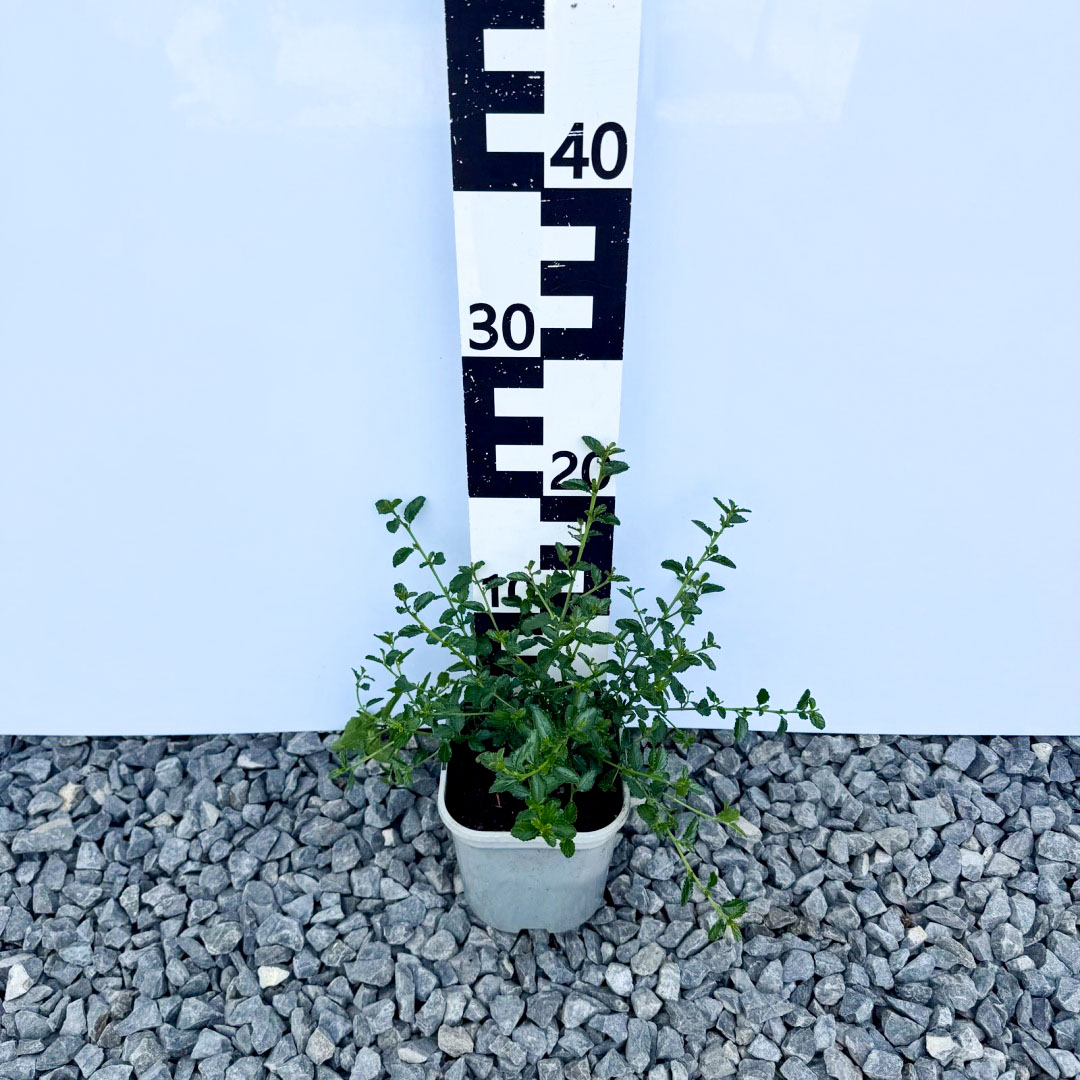 adfcc92db16356598fbf8dd1a17de71c