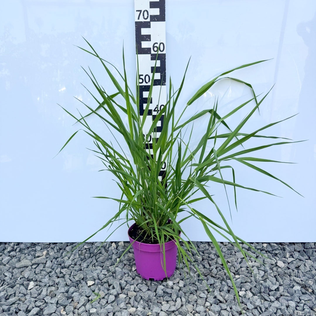 1f87deddb05202a2fbc86d3ea7b51d8c