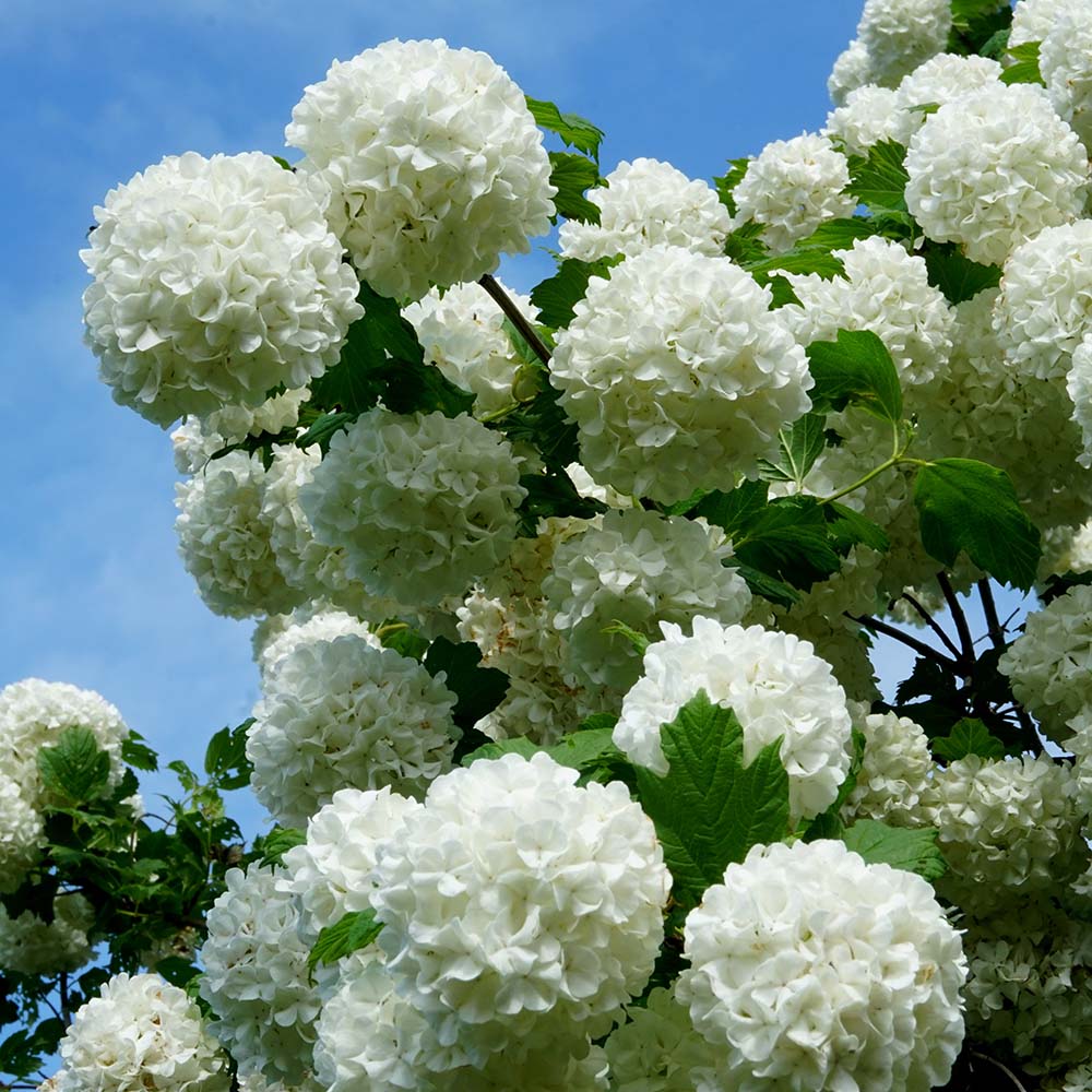 76b8760bedf1bdb8c76d33f926f7ee82