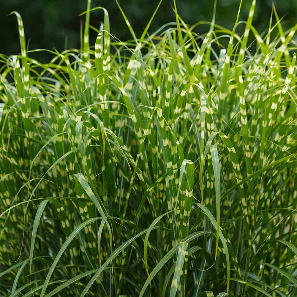 69b5236d52454387e513ce91a4c039c3