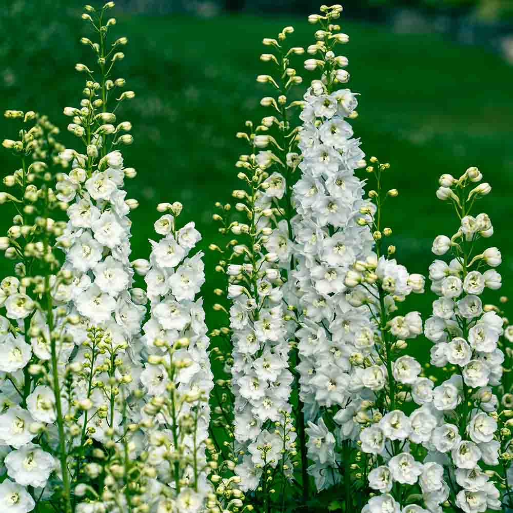 0e1850b33e489d8ca23375fad82ba7ed