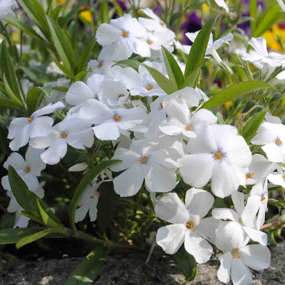 4d2e6a0bf15552179c702b5ab440526a