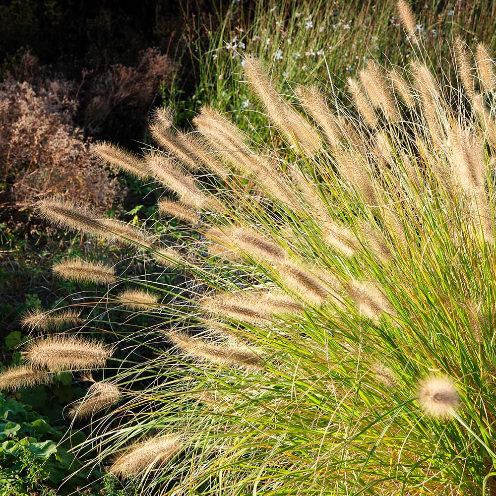 d33f6a625e3d818fccaa5c1fd354030b