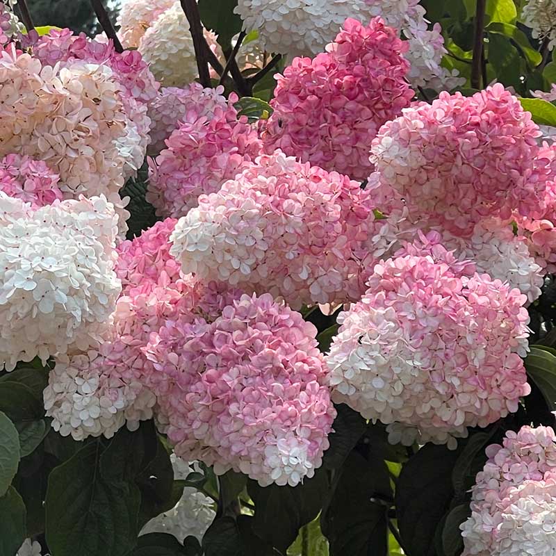 0bdd48ad77d7549bc71ca49b199c92f7