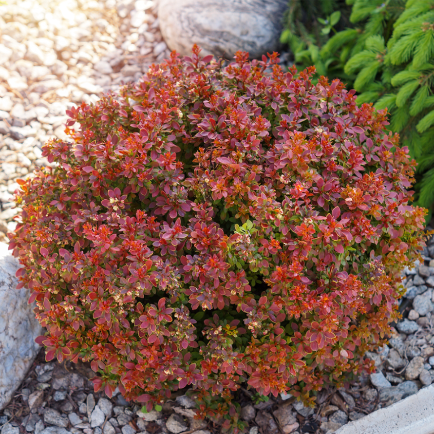 5cac998a32515453d72f5fcc9eb943e4