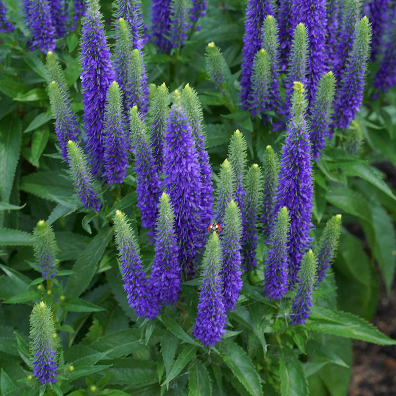 b7d61edcdcdbaaccad7d092ef979f864