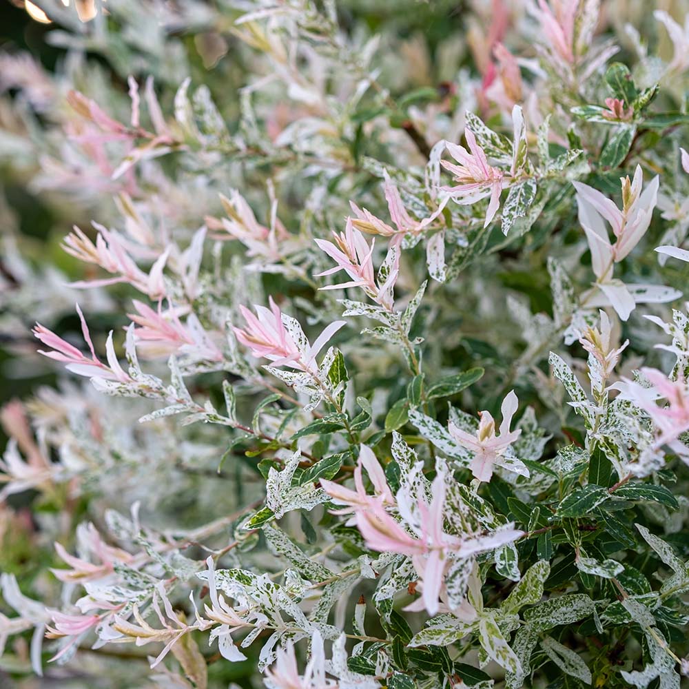 ee02e43afc666603b3e37945b3c7fedc