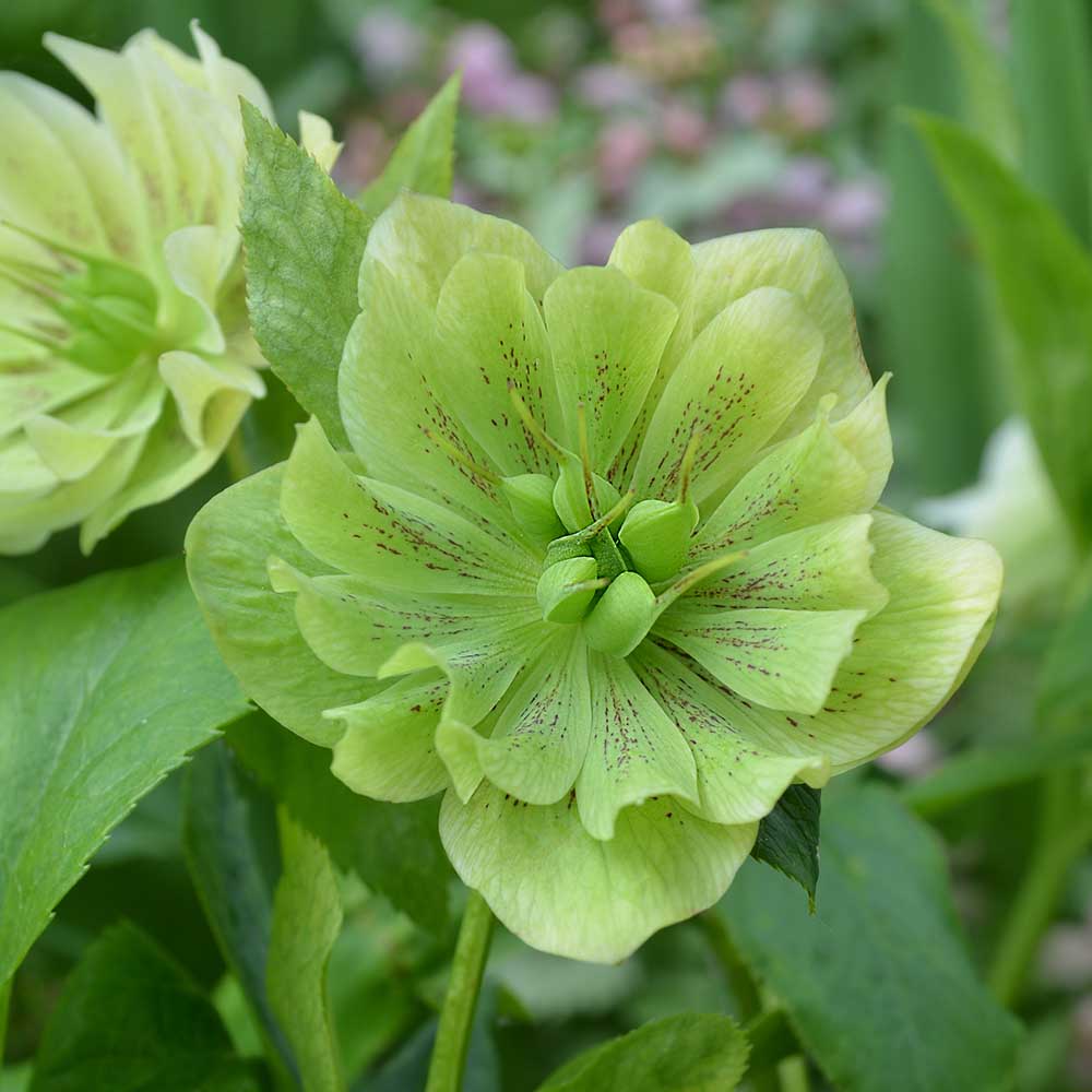 fe87a3b9181fa10c8062a44f976671fe