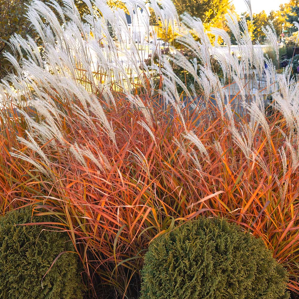 36ae6550eebbb9a7c8af9ad6ff03def1