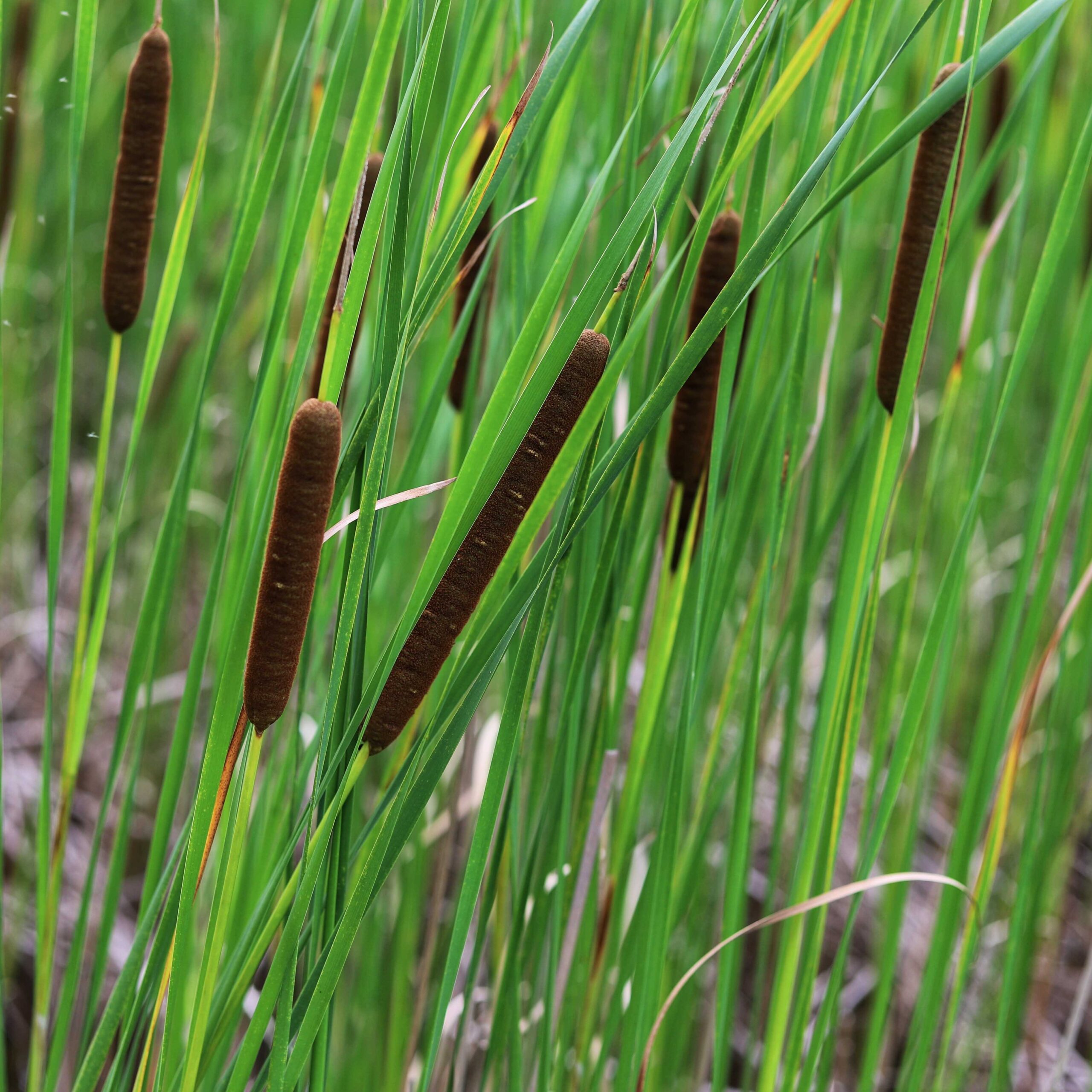 165e703e88728618fa44f8753de0a341