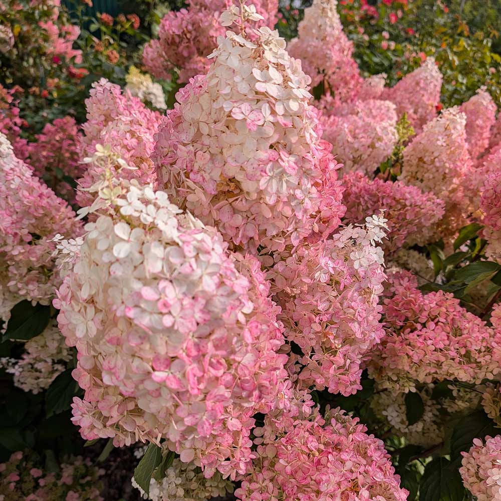 da47358a34edcc25bebea99805cdaa05