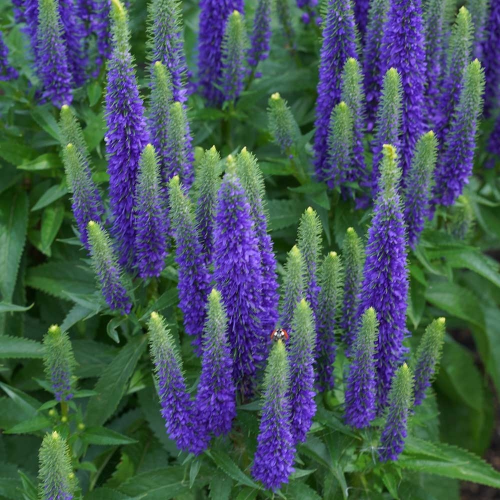 8bd8b963b08d6bf3ee64f55adfc4694e