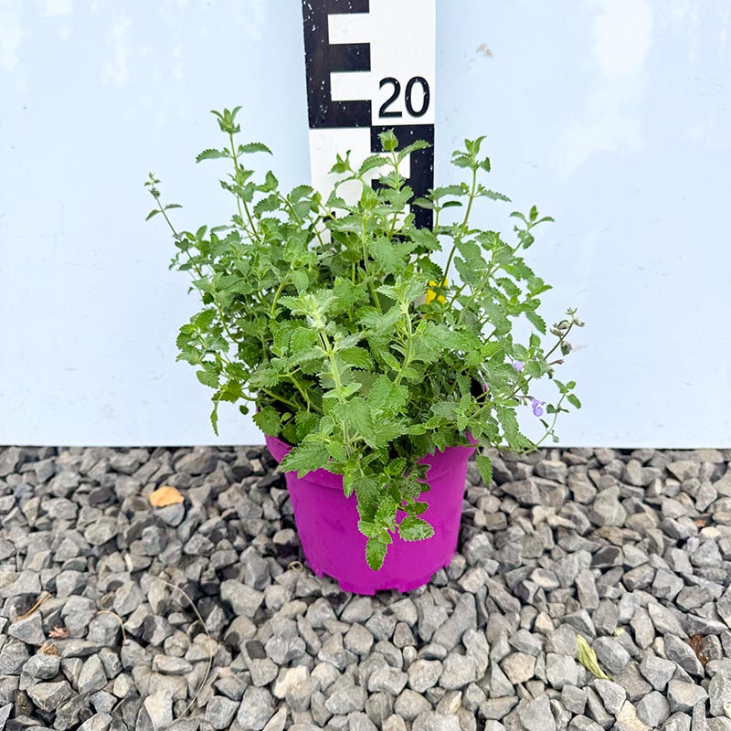 d6725b007a6733516813c8fe986c9ba4