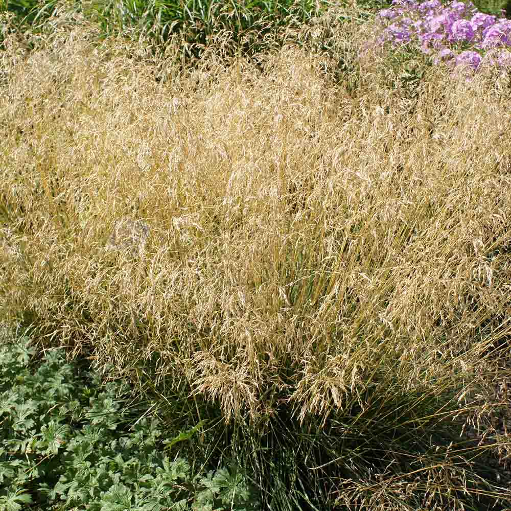 7036ff01ce2dc454d634bbcb81b8e5b8